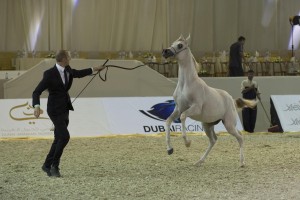 Dubai Int'l Horse Fair Marks 10th Anniversary