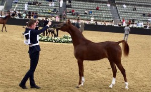 Bahrain shines in Int'l Arabian Horse Beauty Show